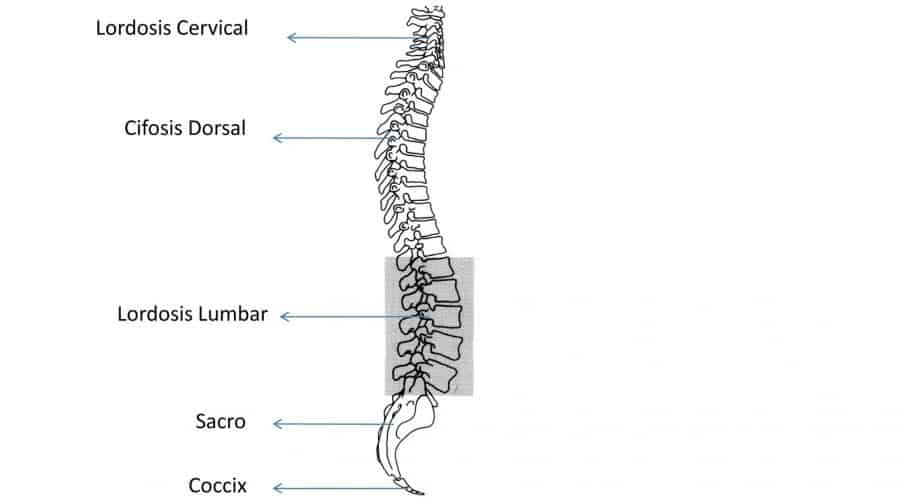 biceps Curvaturas fisiológicas de la columna