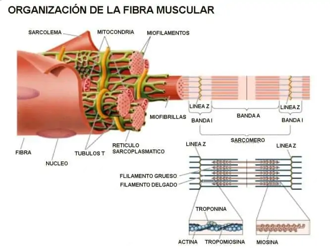 Organización de la fibra muscular de forma esquemática
