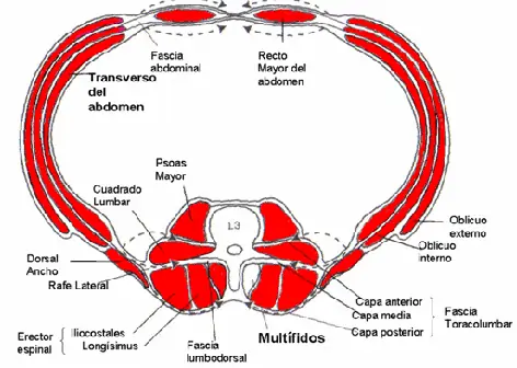 Anatomía de los músculos del core.
