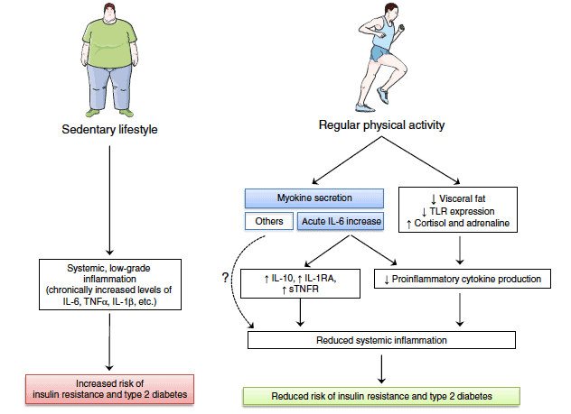 Actividad física e inflamación miokinas