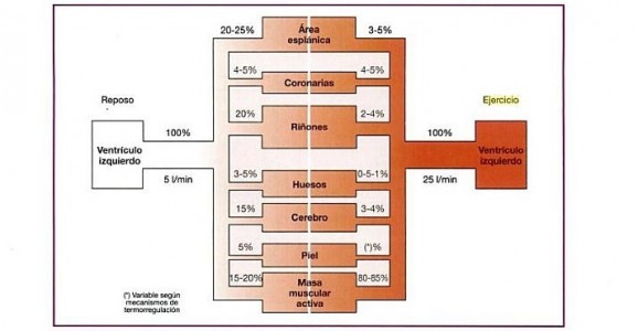 Esquema distribución sanguínea