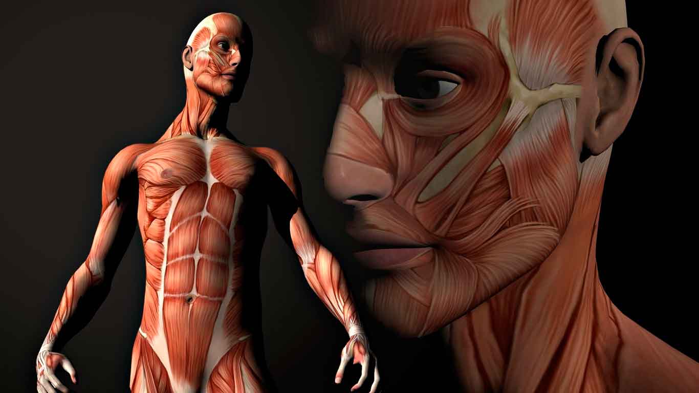 Músculo esquelético anatomía funcional