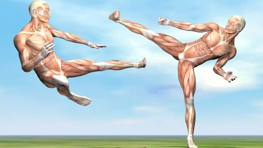 Sistemas musculares en movimiento