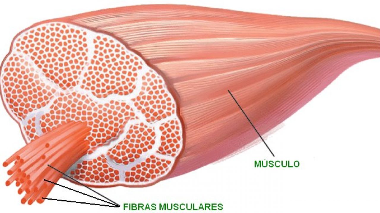 3 Tipos De Fibras Musculares Mundo Entrenamiento