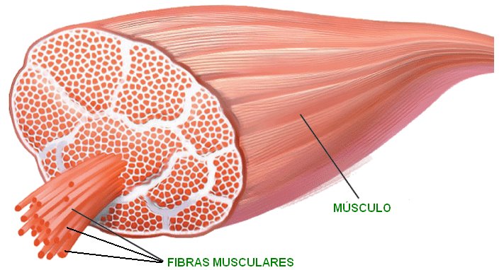 tipos de Fibras musculares