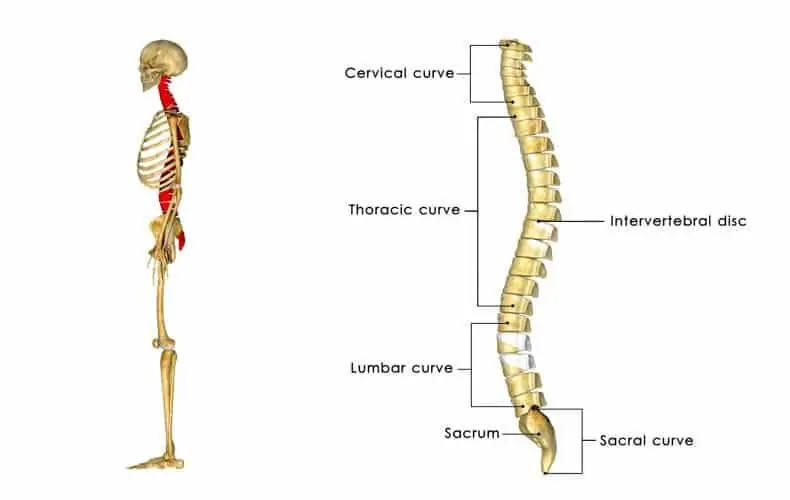 vértebras de la columna vertebral