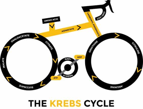 ¿Qué es el ciclo de Krebs?