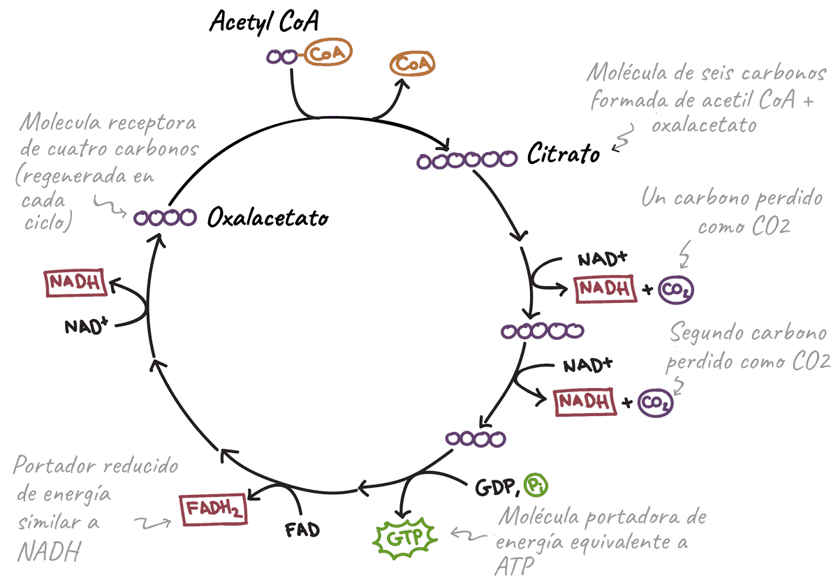 ciclo de krebs