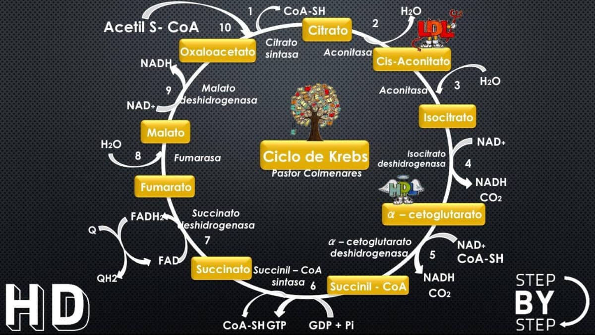 Ciclo De Krebs Paso A Paso Gufa