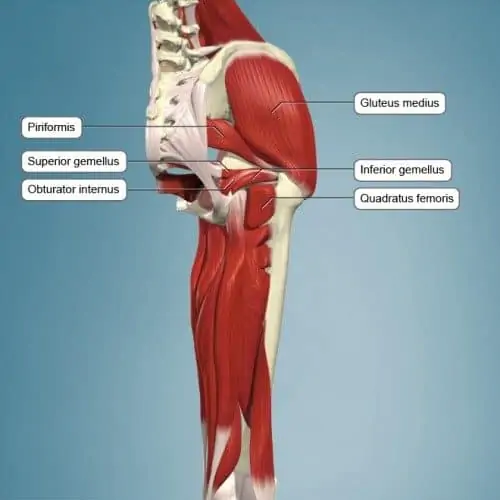 Musculatura de la región próxima al glúteo.