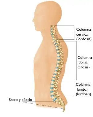 curvas-espinales