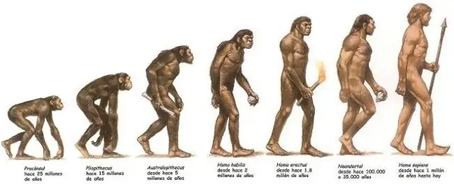 evolucion-hominidos