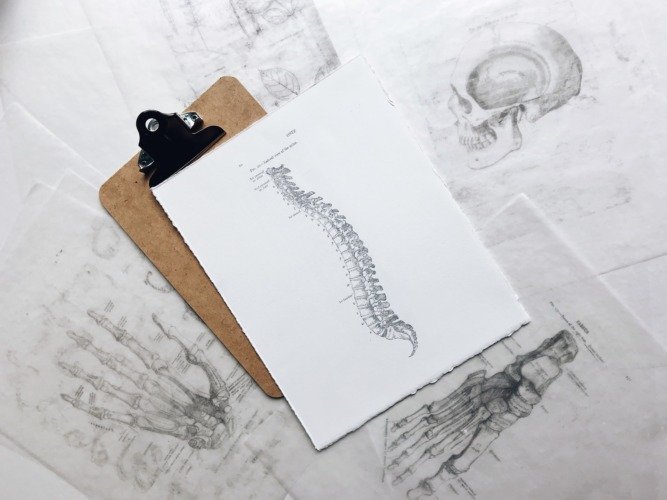 Columna vertebral: una obra de ingeniería 1 vértebras de la columna vertebral