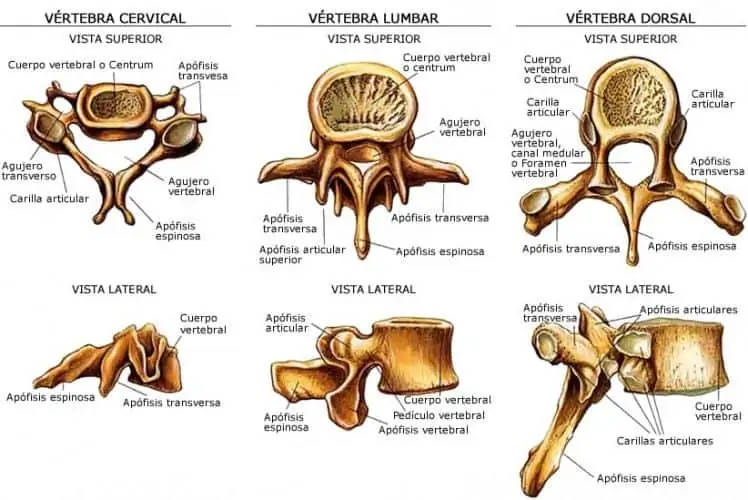 vértebras de la columna