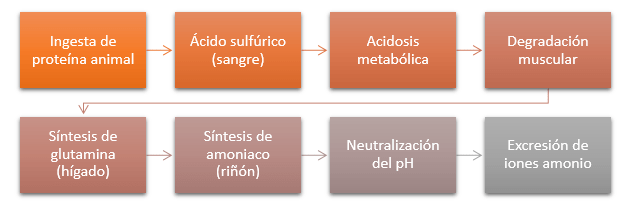vias metabólicas incrementar masa muscular