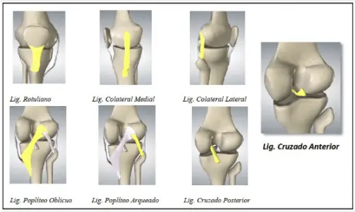 Ligamentos que dan estabilidad a la rodilla. ligamento cruzado anterior en el fútbol