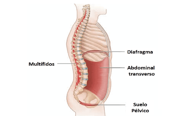 ejercicios multífidos