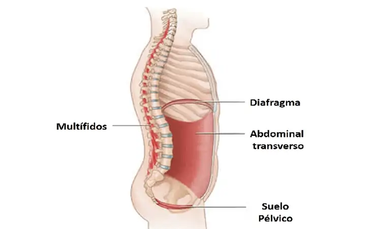 Musculatura del sistema profundo o intrínseco (5).
