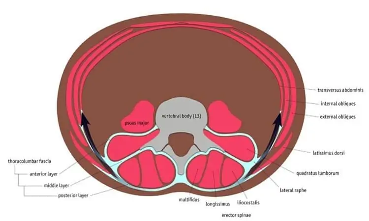 Sección transversal de los músculos de la región lumbo-abdominal.