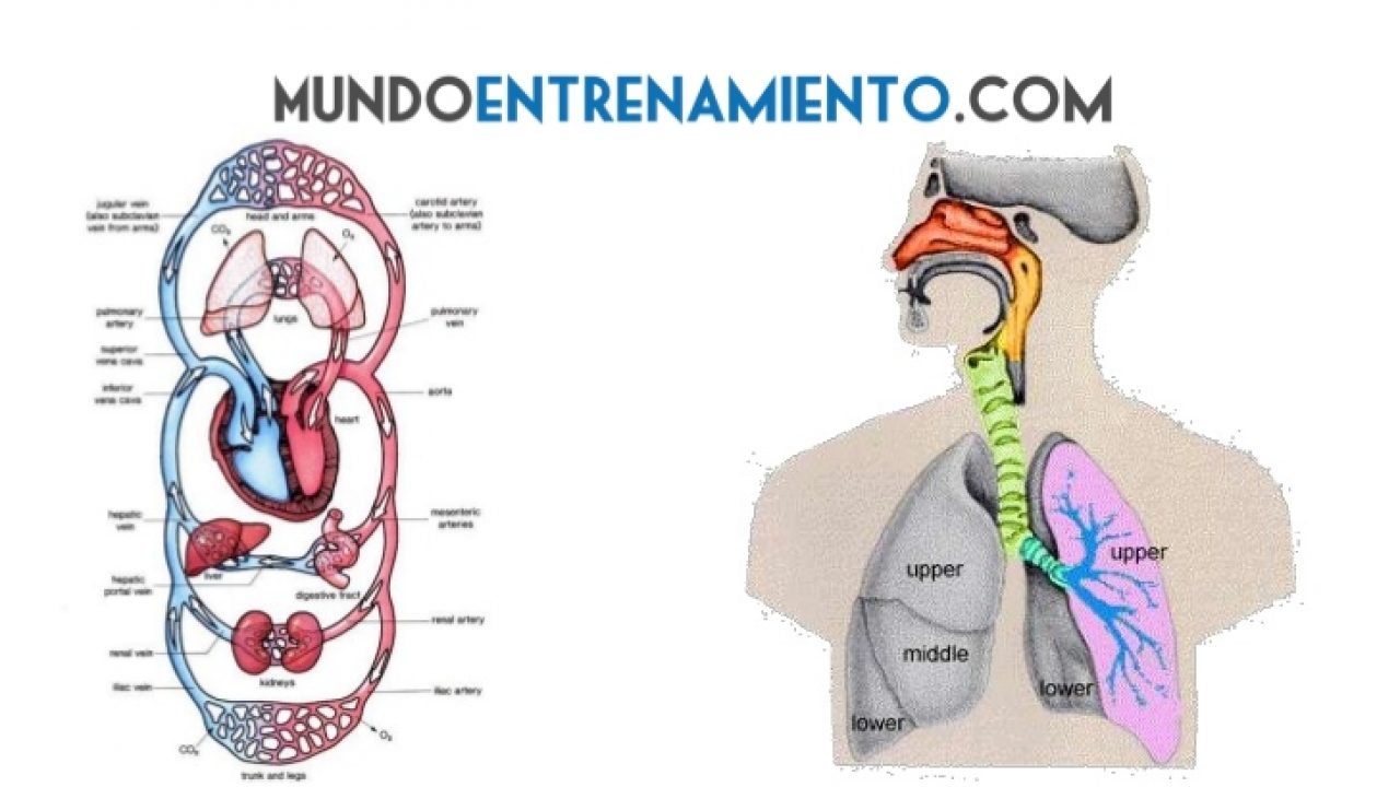 Ejercicios De El Aparato Respiratorio Online O Para Imprimir