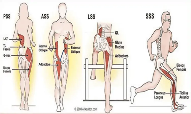 Cadenas o subsistemas musculares (5).