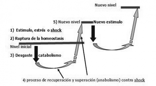 Principio de la continuidad del proceso de entrenamiento
