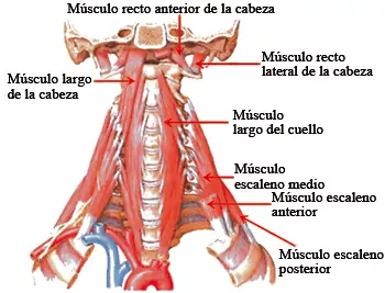 Músculos estabilizadores