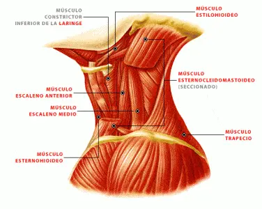 Músculos estabilizadores