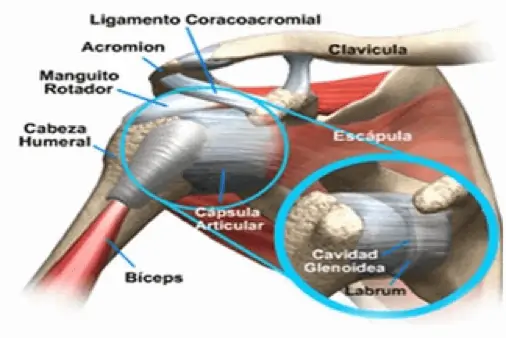 Figura 2. Anatomía del hombro.