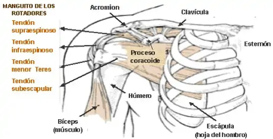 Figura 1. Estructura del hombro.
