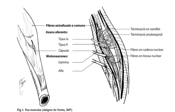 Usos musculares