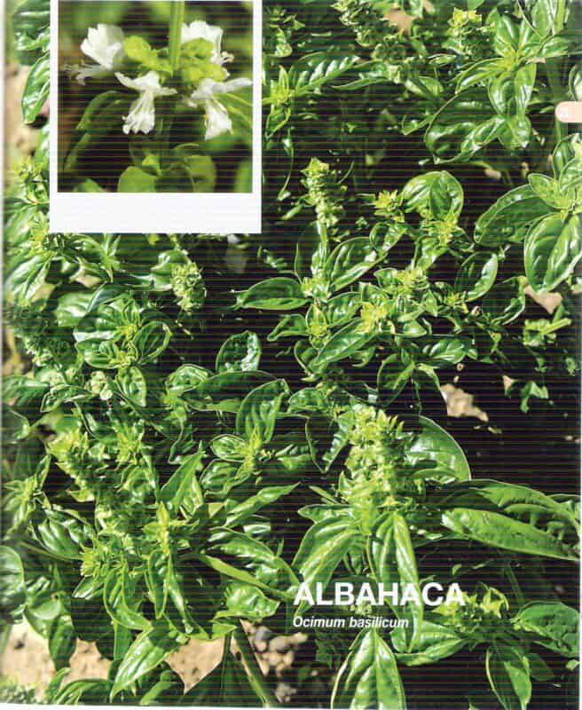 imagen 2 albahaca