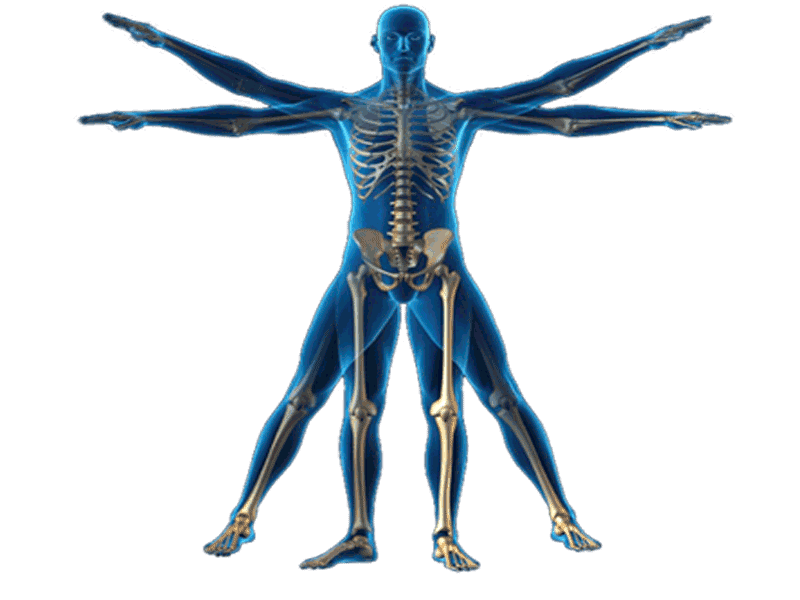 kineanthropometry