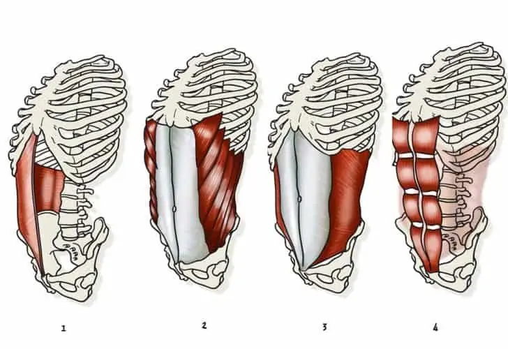 Músculos del six pack
