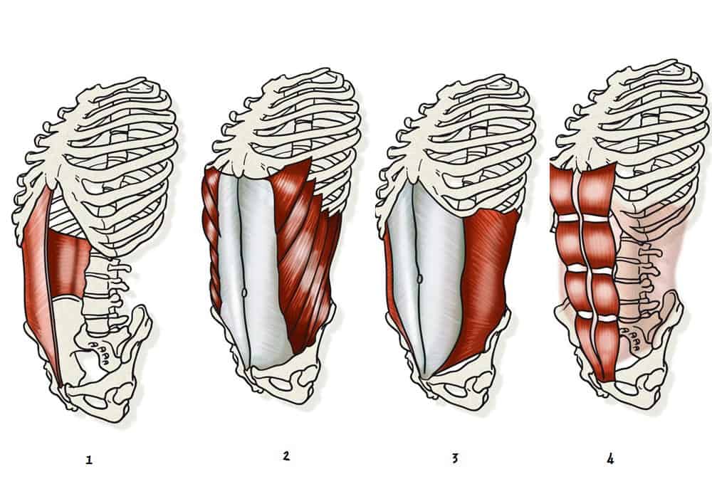 Músculos del six pack