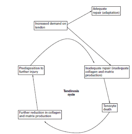 Figura 3. Ciclo de tendinosis