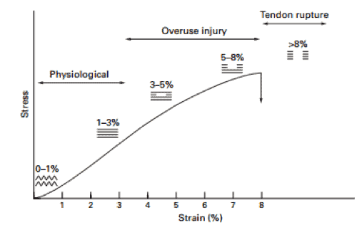 Figura 2 Corva Stress – strain para el tendón