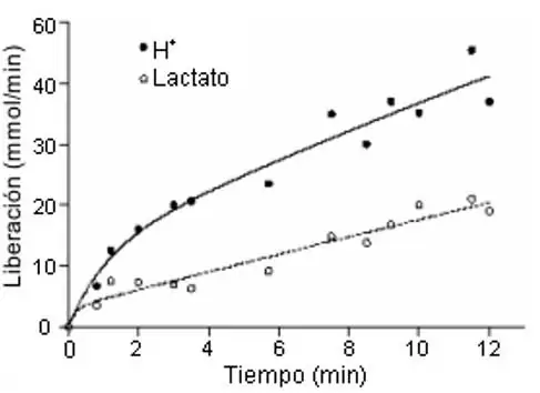 Datos de remoción de protones y lactato desde un músculo esquelético en contracción.