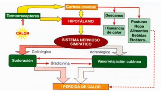 Esquema sobre el origen de la sudoración producida por el aumento de la temperatura corporal.