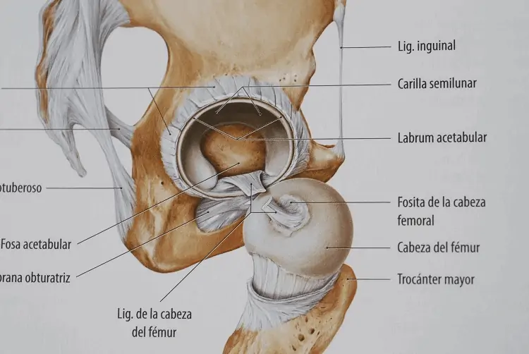 Anatomía de la articulación coxo-femoral