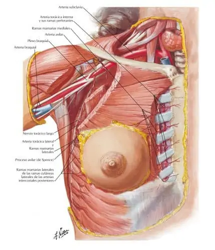 Anatomía de las mamas