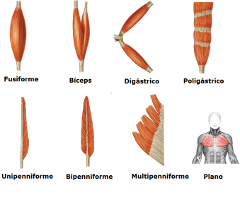 Resultado de imagen para clasificacion de los musculos por su forma