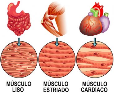 ▷ Tipos de músculos: clasificaciones, funciones y acciones