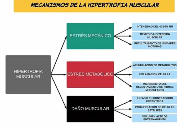 Figura 4. Mecanismos de la hipertrofia. Adaptaciones fisiógicas en el entrenamiento de hipertrofia muscular