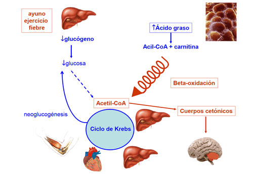 metabolismo energético