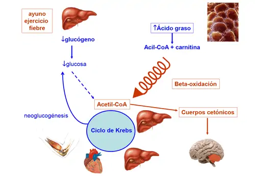 metabolismo energético