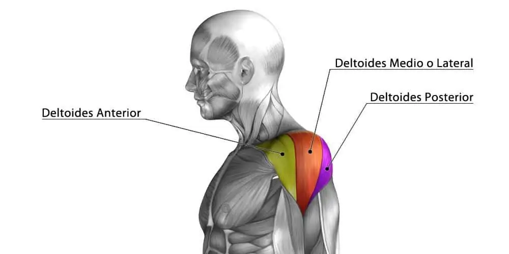 anatomía del deltoides