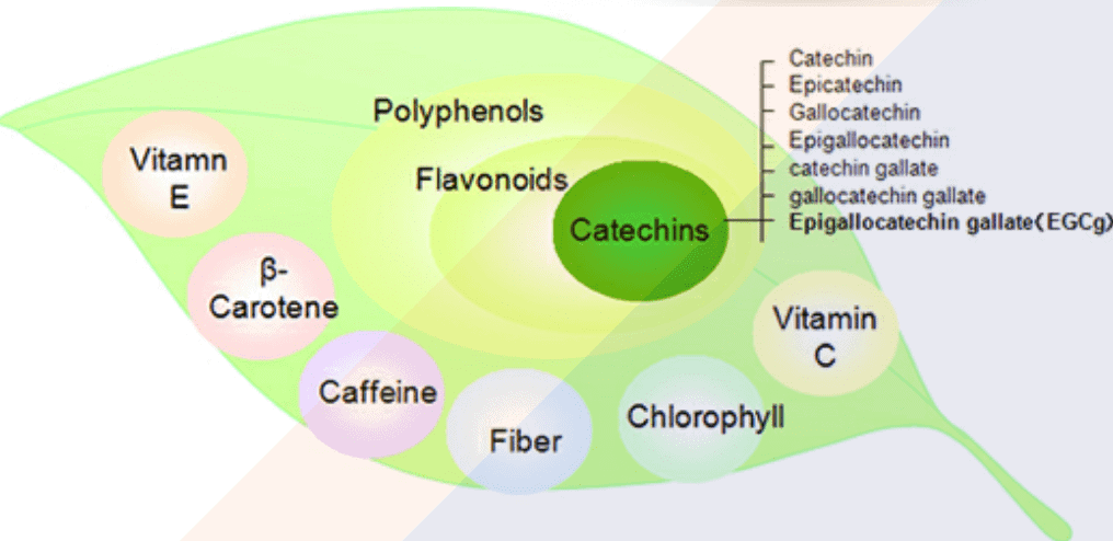 Imagen 1 - Catequinas y polifenoles, compuestos del té matcha.
