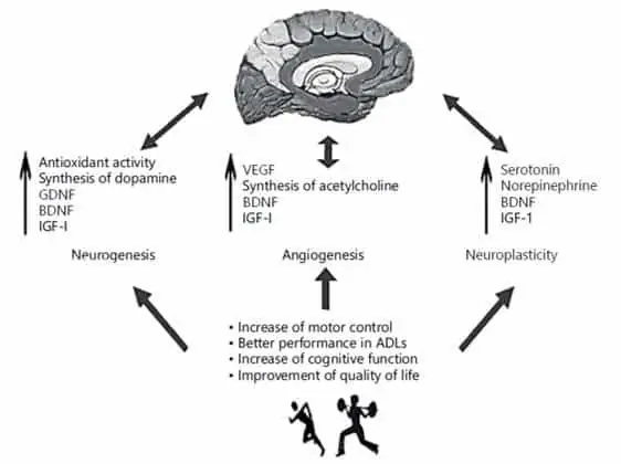 Cerebro y confinamiento: Beneficios neurológicos del ejercicio