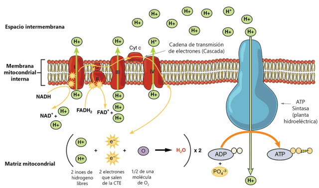 Producción de energia a nivel mitocondrial.